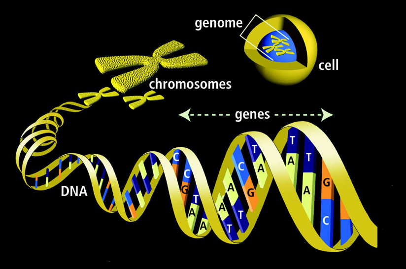 http://www.defendproclaimthefaith.org/blog/wp-content/uploads/DNA-genes-radio-controlled-.jpg